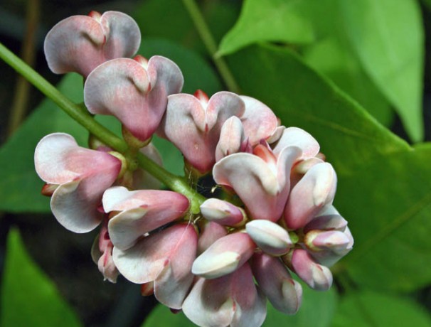 Virginia Groundnut Virginia Groundnut