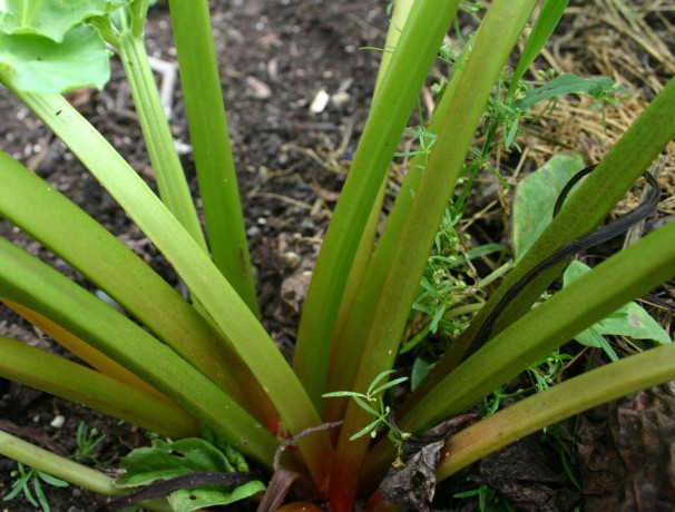 Glaskins Perpetual Rhubarb Glaskins Perpetual Rhubarb