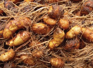 Tiger Almond - Chufa