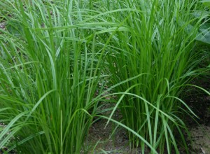 Tiger Almond - Chufa