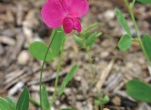 Earth Pea