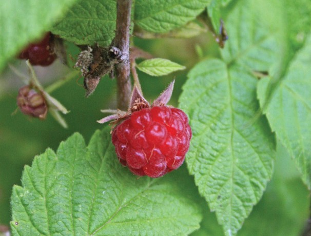 Northern Red Raspberry