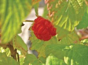 Northern Red Raspberry