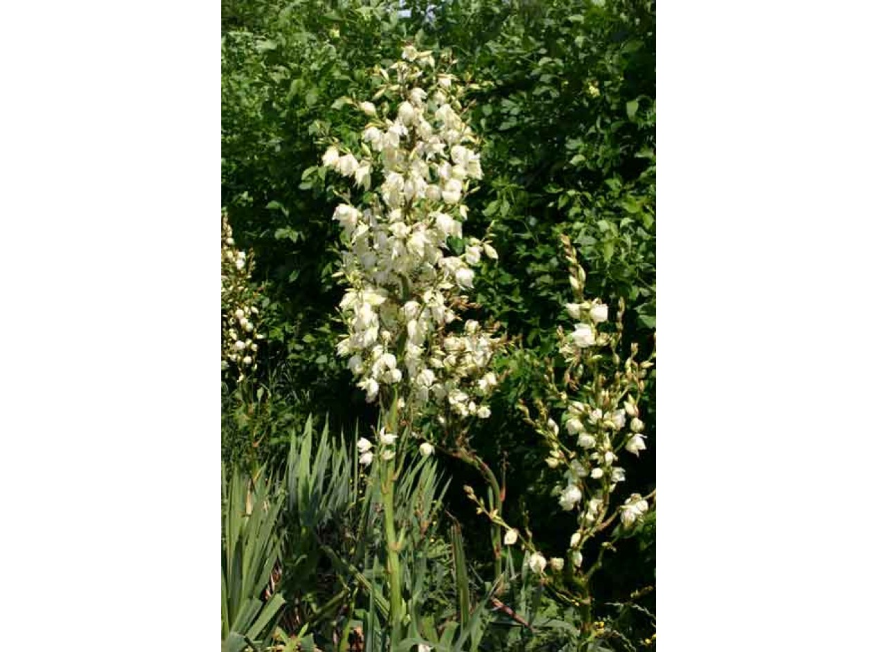 Wisconsin Adam's Needle Yucca Seeds