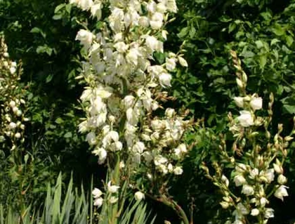 Wisconsin Adam's Needle Yucca Seeds
