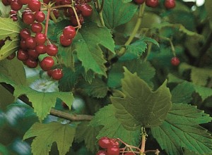 Phillips American Cranberrybush