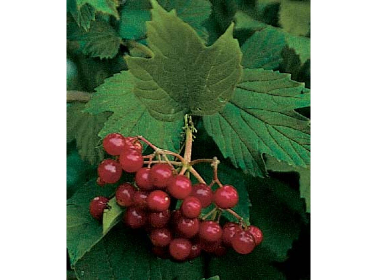Phillips American Cranberrybush