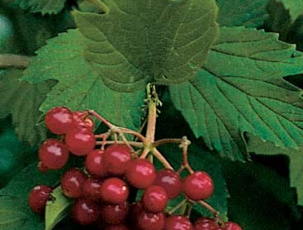 Phillips American Cranberrybush Phillips American Cranberrybush