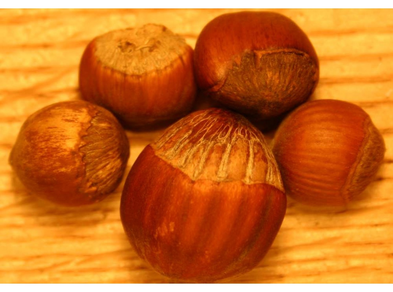 Winkler American Hazelnut