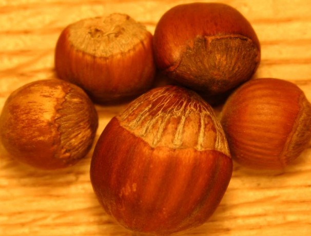 Winkler American Hazelnut