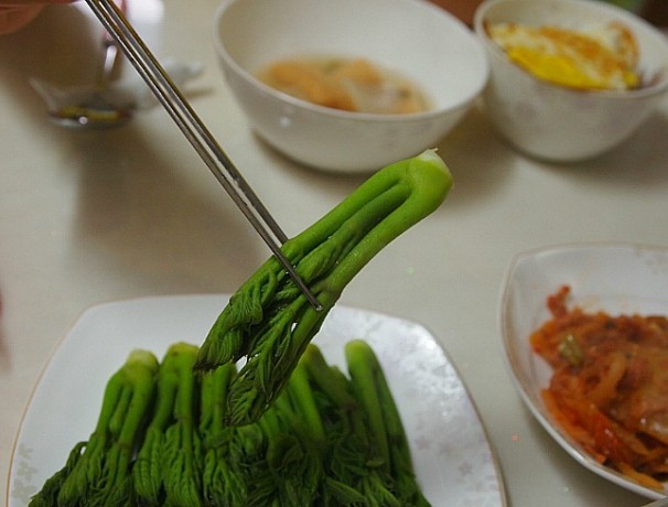 Angelica-tree Angelica-tree