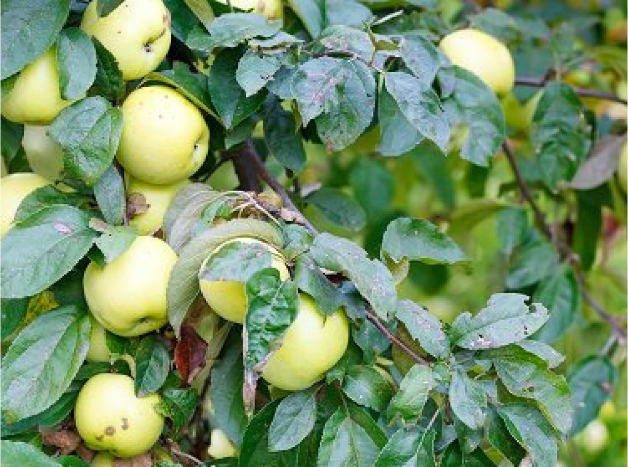Antonovka Apple