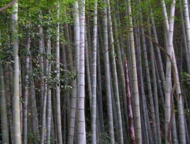 Edible Bamboo Edible Bamboo