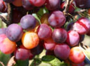 Nana Beach Plum Seeds