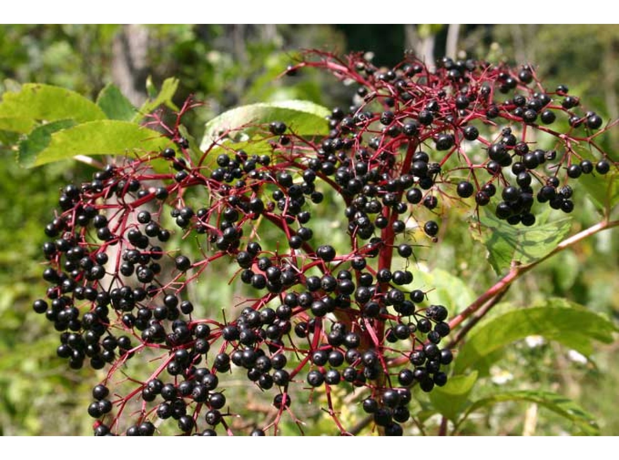 Black Elderberry