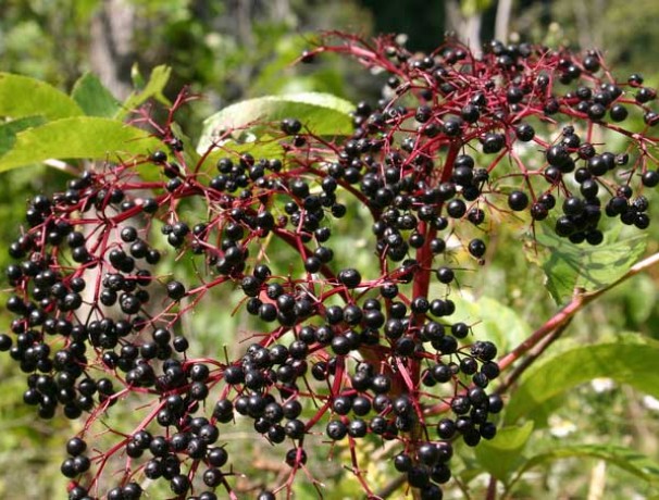 Black Elderberry