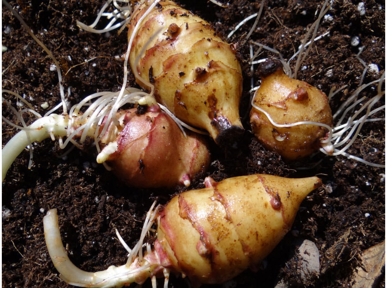 Blue Eye Pale Leaf Woodland Sunflower