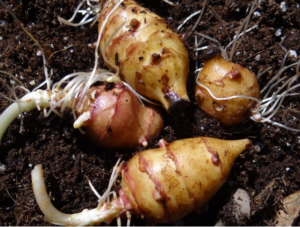 Blue Eye Pale Leaf Woodland Sunflower
