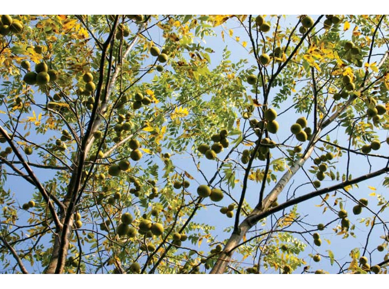 Buartblack Walnut Seeds