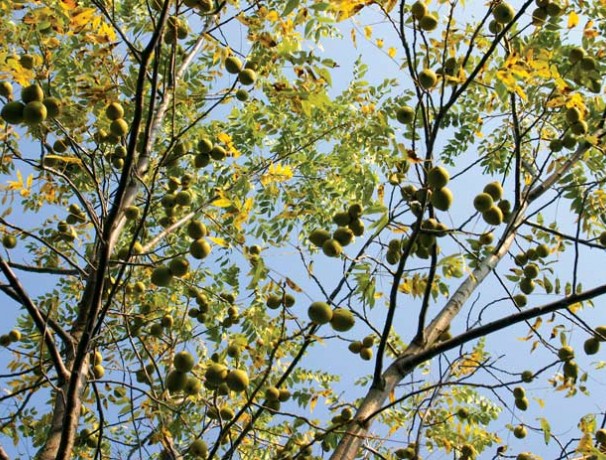 Buartblack Walnut Seeds