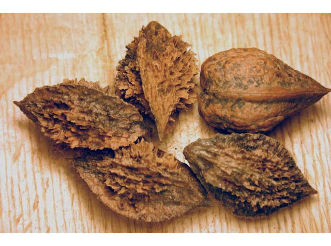Buartnut Walnut