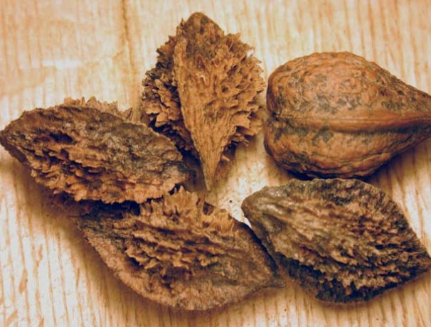 Buartnut Walnut