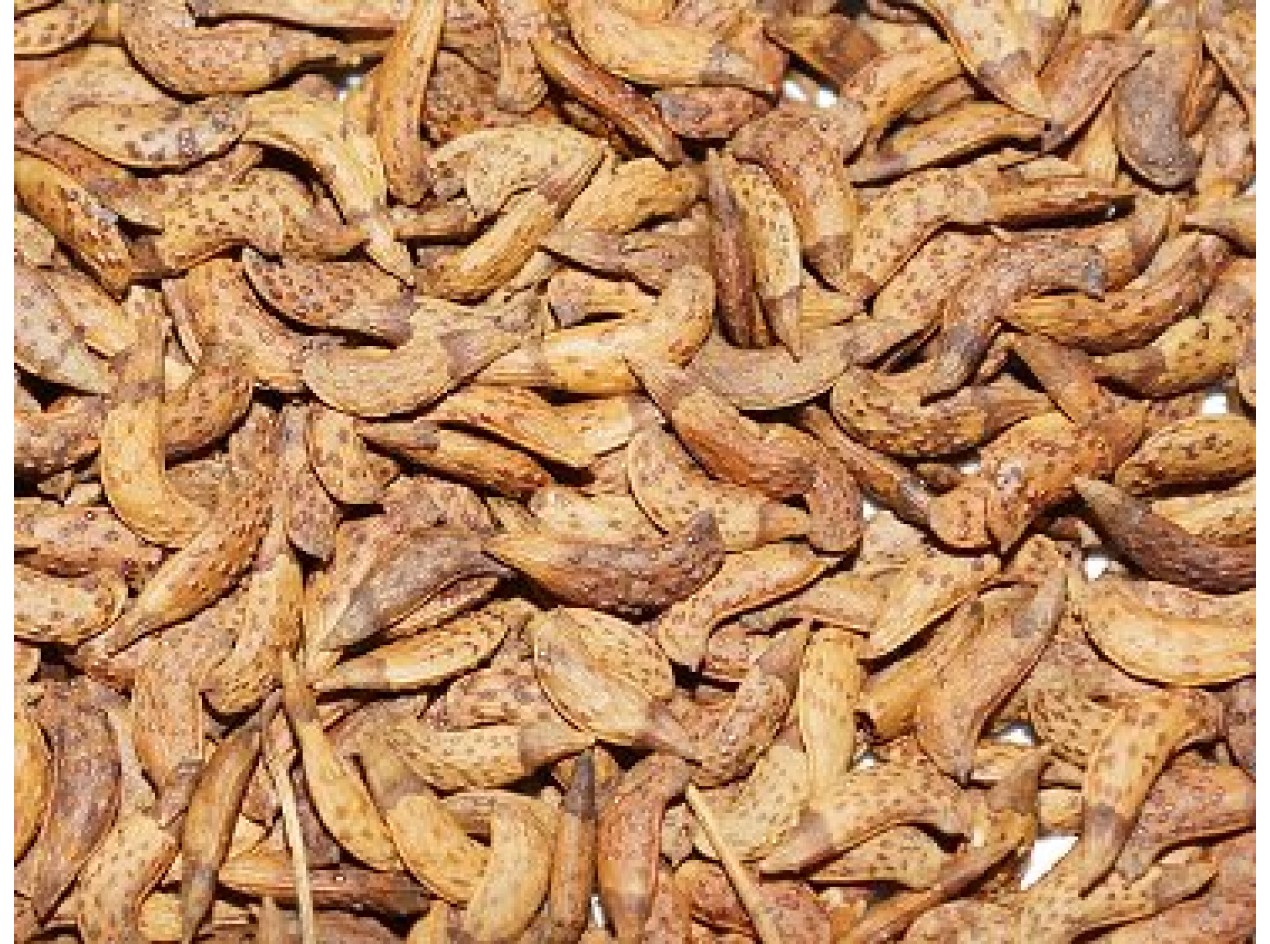 California False Indigo Seeds