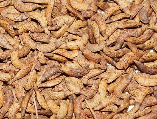 California False Indigo Seeds