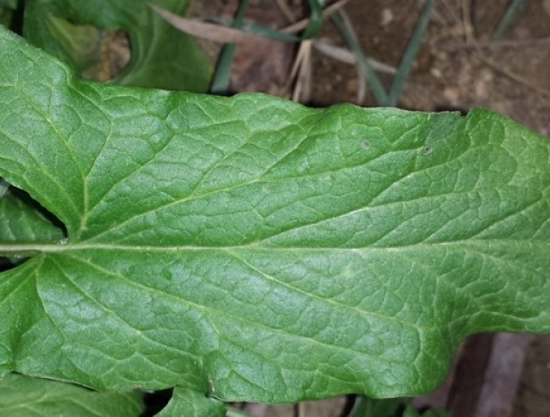 Good King Henry Good King Henry