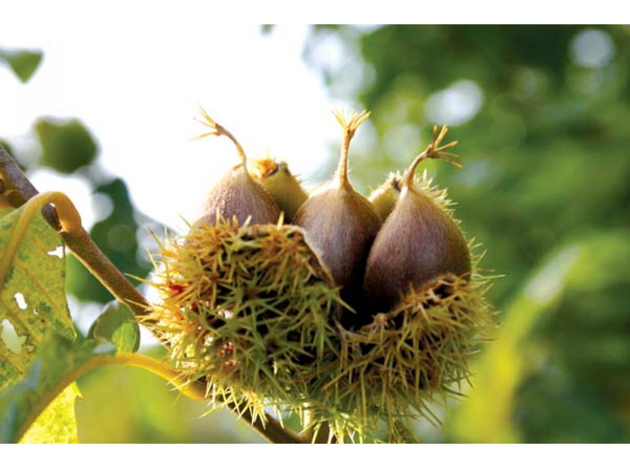 Chinquapin Hybrid Chestnut