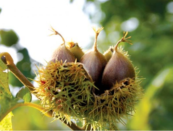 Chinquapin Hybrid Chestnut