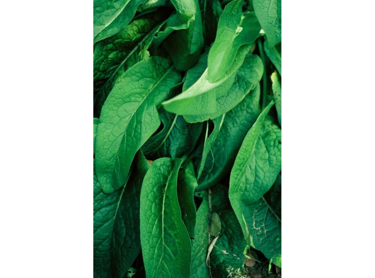 True Comfrey
