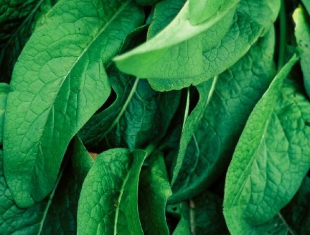 True Comfrey