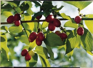 Cornelian Cherry