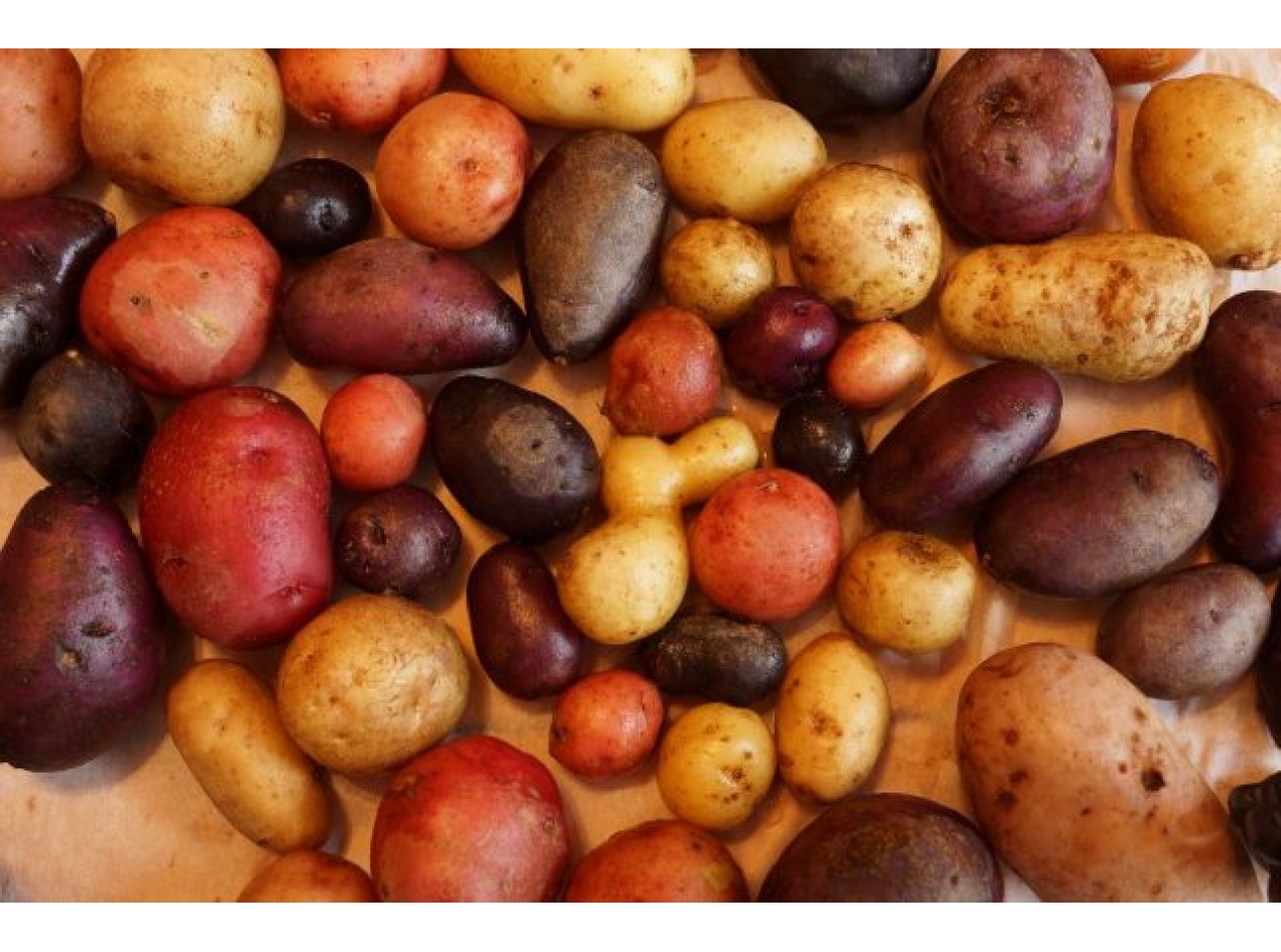 Perennial Diversity Perpetual Potato