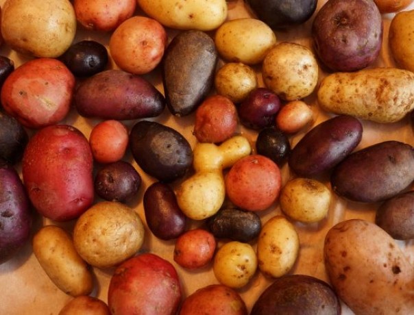 Perennial Diversity Perpetual Potato