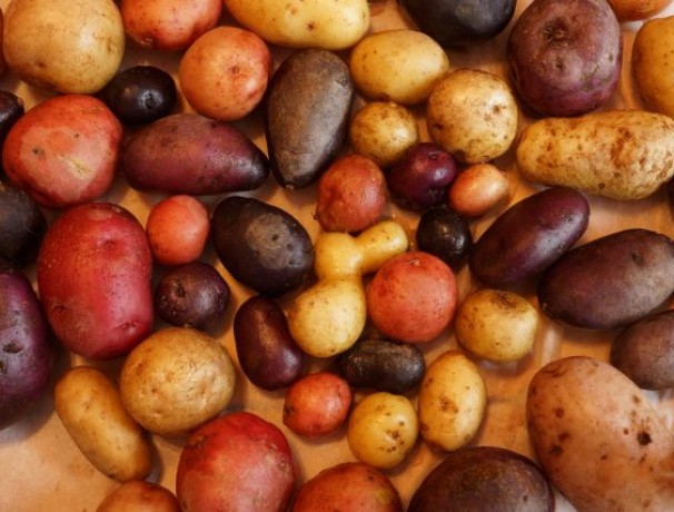 Perennial Diversity Perpetual Potato Perennial Diversity Perpetual Potato