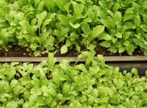 Vollherzigen Dandelion