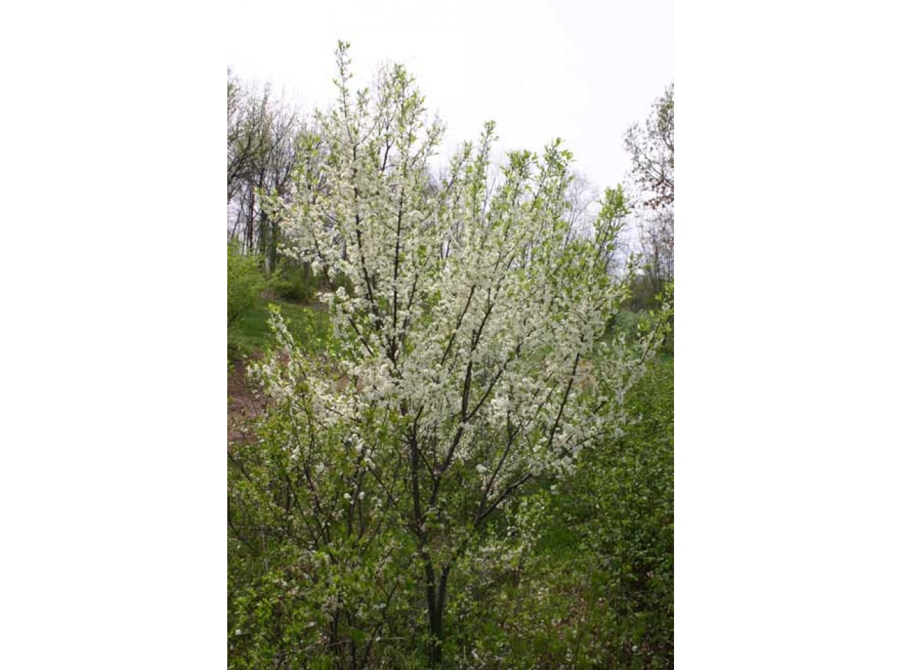 Americana Dunbars Plum Seeds
