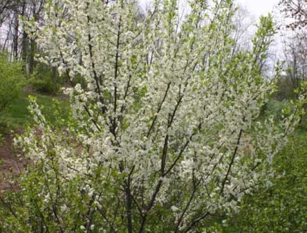 Americana Dunbars Plum Seeds