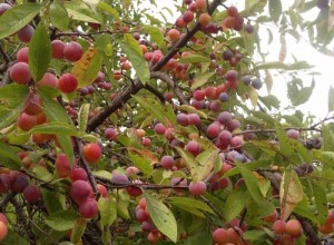 Americana Dunbars Plum