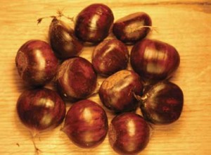 Dwarf Korean Chestnut