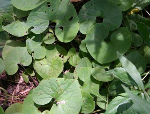 'Flavor Yield' Wild Ginger