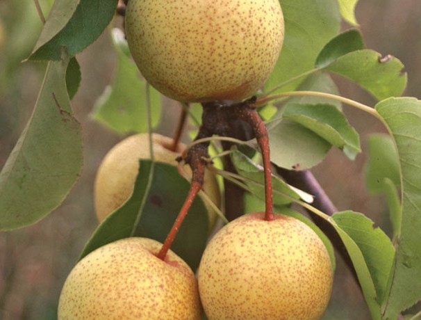 ECOS Pear
