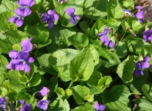 'Edible Blue' Wild Violet
