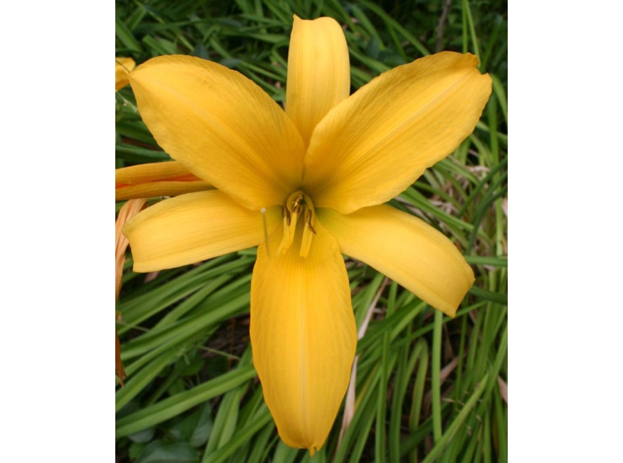 Sweet Flava Flavor Daylily