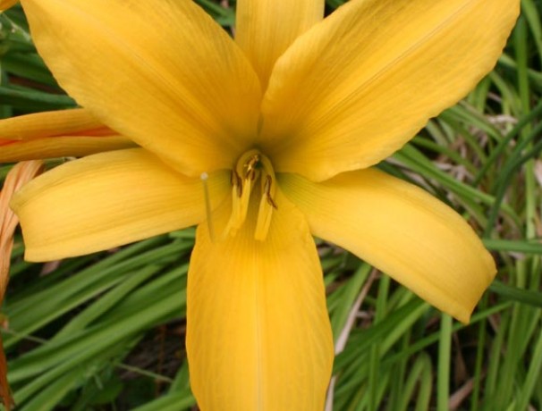 Sweet Flava Flavor Daylily