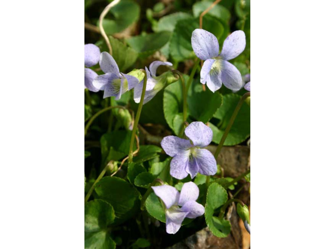 Dark Freckles Violet