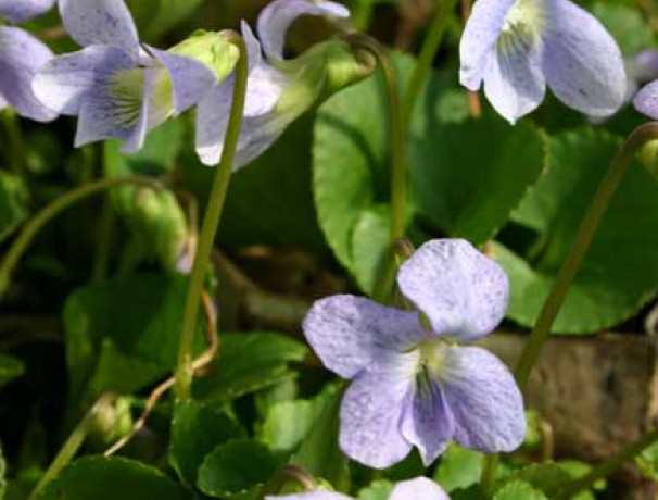 Dark Freckles Violet Dark Freckles Violet