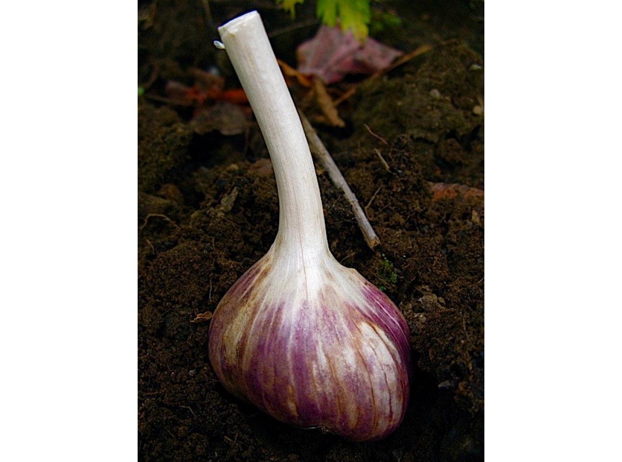 German Red Garlic Topsets